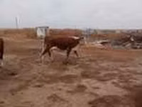 Sapi, Red Steppe Cow — foto 5