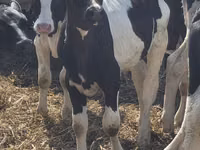 雄牛, Russian Black pied cattle — 写真 2