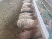 Sheep, Sheep — photo 3