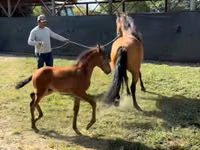 Stute, Paso Fino — Foto 2