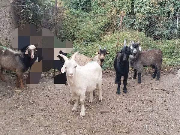 Ziegenbock, Ziegen