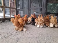Pekin-Zwerg — Foto 6