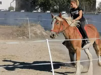حصان, Gypsy horse — الصورة 2