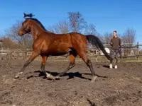 Hengst, Arabian horse — Foto 2