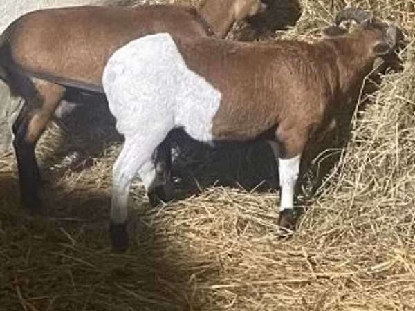 雄羊, Cameroon sheep
