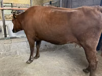 Vaca, Raza Holstein — foto 1