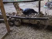 Chickens — 写真 1