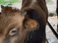 Banteng, Cattle — foto 2