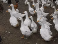 Turkeys — Foto 7