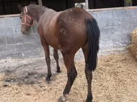 雌馬, Thoroughbred horse — 写真 3