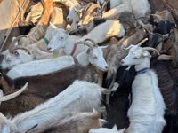 عنزة, الماعز — الصورة 1