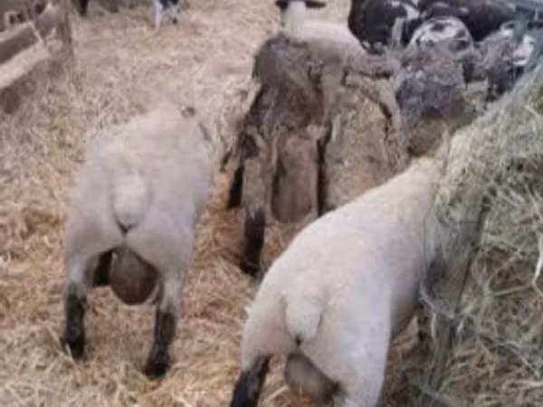 Domba jantan, White Suffolk sheep
