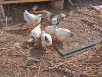 Adler Silver — Foto 2