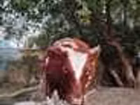 Sapi, Red Steppe Cow — foto 4