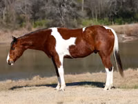 حصان, National Show Horse — الصورة 2
