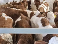 सांड, Simmental cattle — फ़ोटो 2