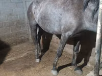 Yegua, Budyonny horse — foto 2