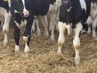 雄牛, Russian Black pied cattle — 写真 3