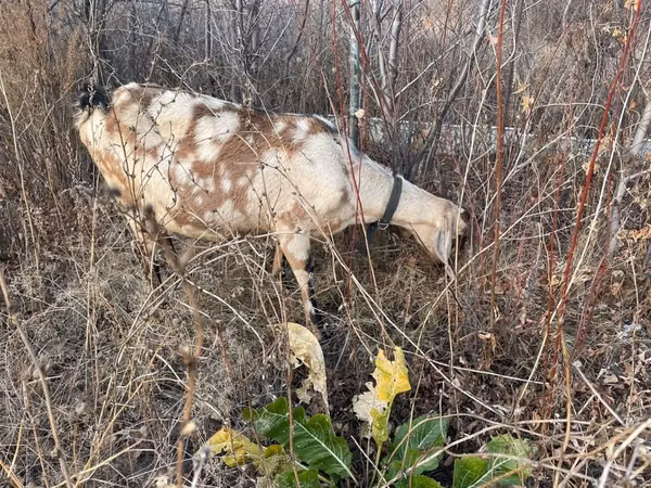 Chèvre, Nubian Goat