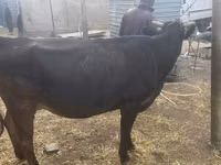 Sapi, Cattle — foto 5