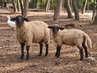 Domba jantan, Suffolk sheep — foto 3
