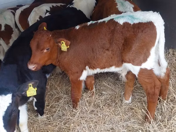 सांड, Simmental cattle