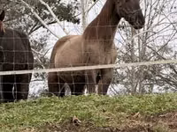 雌馬, Rocky Mountain Horse — 写真 4