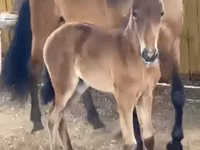 Stute, Paso Fino — Foto 5