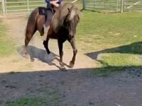 Caballo, Rocky Mountain Horse — foto 6