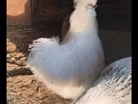 Seidenhuhn — Foto 1