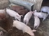 Cerdos (lote, sexo no especificado) — foto 3