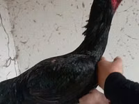 دجاج شمو — الصورة 1
