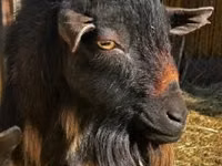 Goat, Nigerian dwarf goats — photo 4