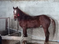 Caballo, Russian Don — foto 2