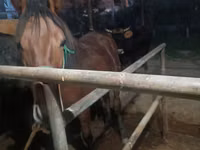 Yegua, Budyonny horse — foto 7