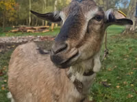雌ヤギ, Alpine goat — 写真 2