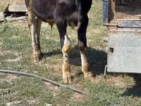 Banteng, Cattle — foto 3