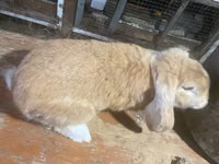 Ram, German Mountain Black sheep — photo 4