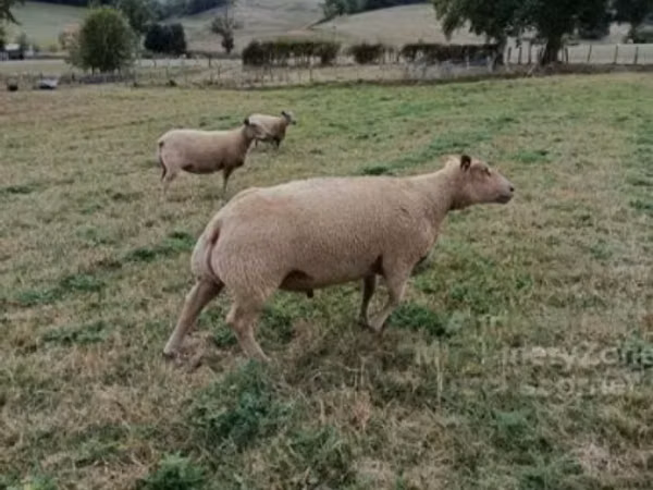 Widder, Charollais sheep