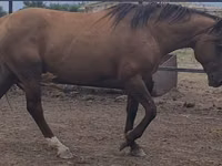 Caballo, Kushum Horse — foto 3
