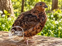 Quails — Foto 5