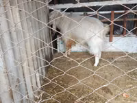 Ziegenbock, Russian White goat — Foto 2