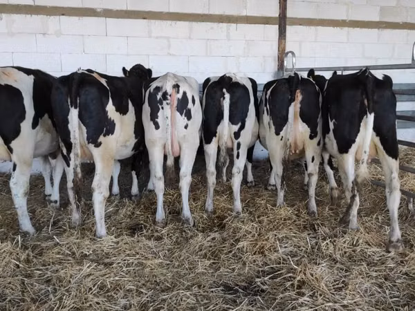 Vache, Race Holstein