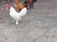 Chickens — photo 1