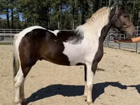 Cheval, American paint horse — photo 1