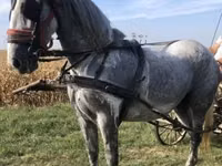 घोड़ी, Andalusian horse — फ़ोटो 3