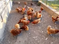 Chickens — 写真 2