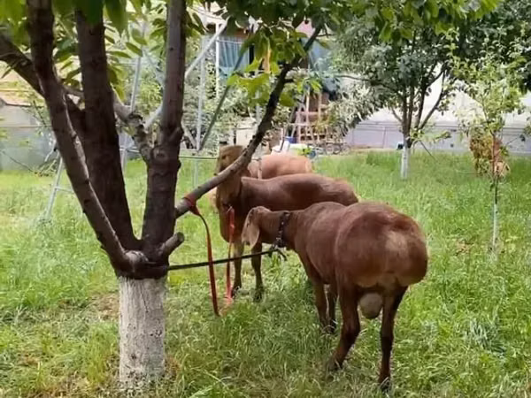 Баран, Бараны