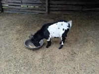 Ziegenbock, Nigerian dwarf goats — Foto 4