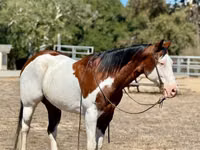 Caballo, American paint horse — foto 3